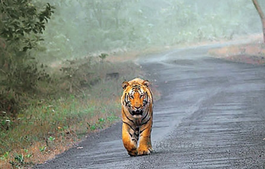 Ranthambore